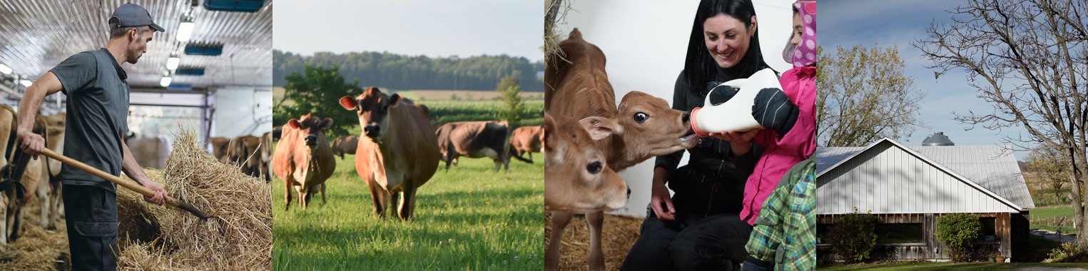 Missiska: farm and cheesemaking