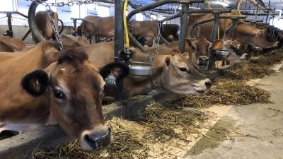Le lait A2, produit d’avenir ou marché de niche?