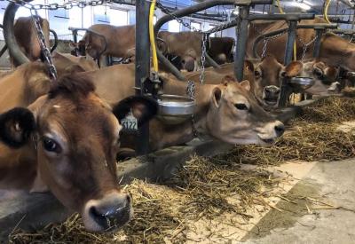 Le lait A2, produit d’avenir ou marché de niche?