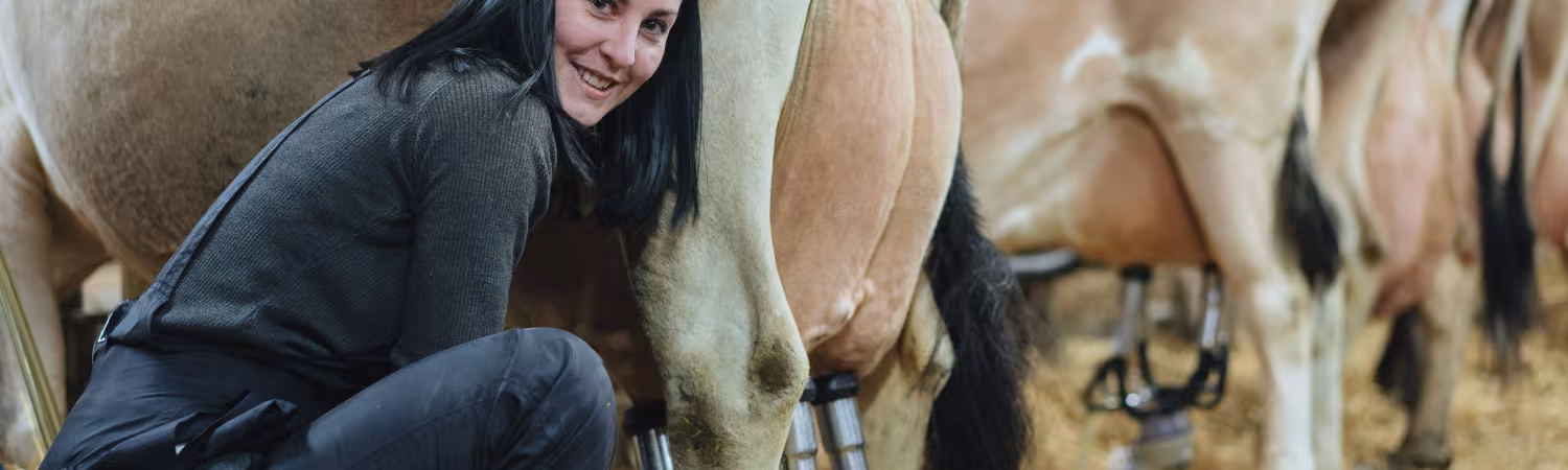 Nos vaches, incroyables productrices de merveilles laitières