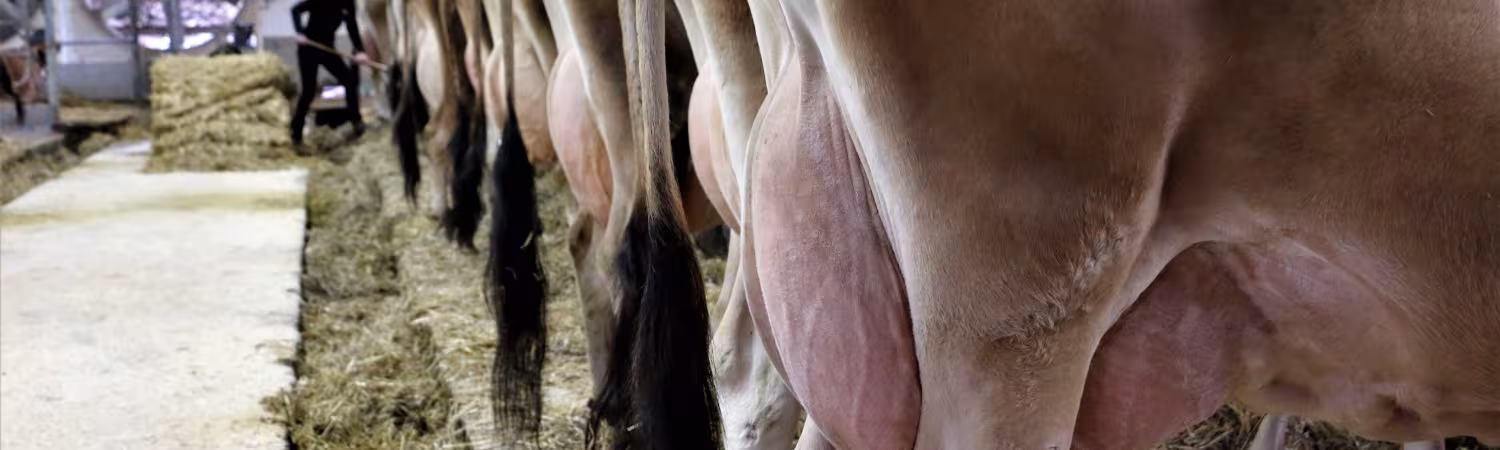 Nos vaches, incroyables productrices de merveilles laitières