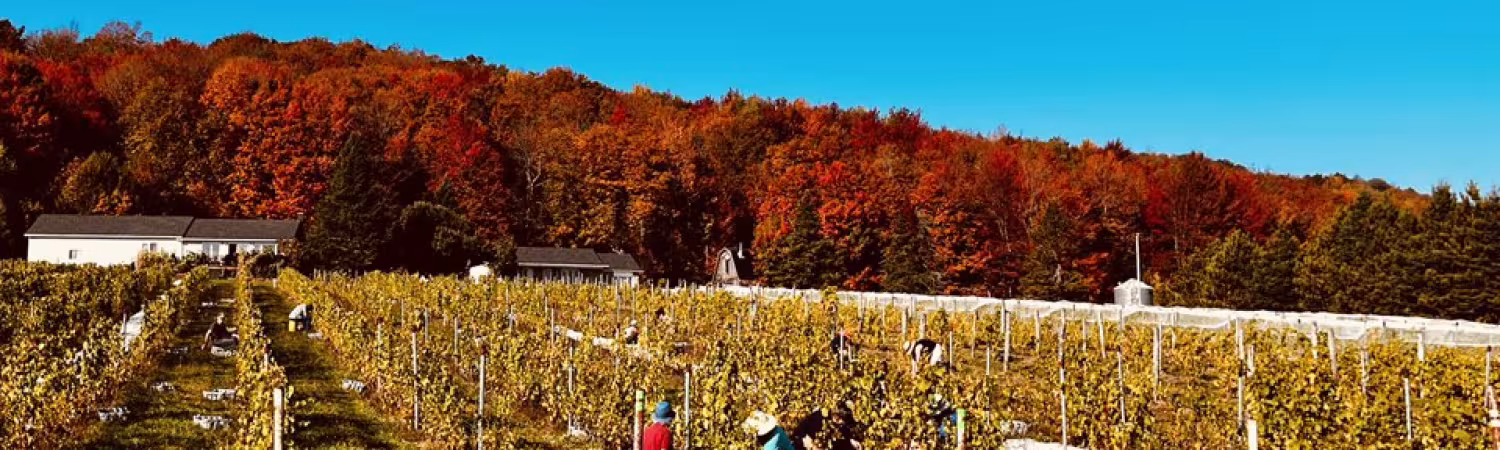 Vignoble Courville