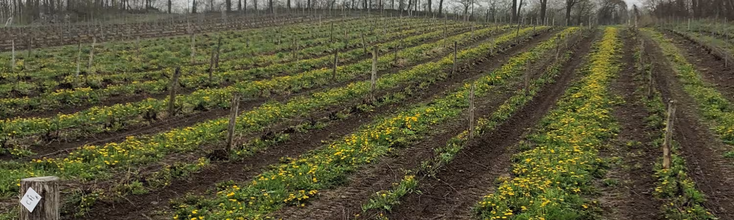Vignoble L'Ardenais